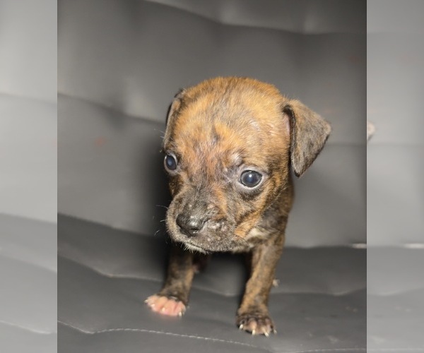 Medium Photo #3 American Staffordshire Terrier Puppy For Sale in BROOKLYN, NY, USA