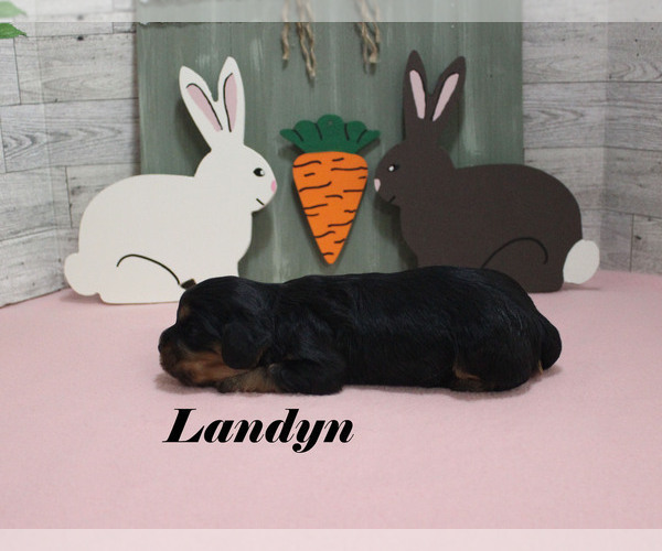 Medium Photo #8 Cavalier King Charles Spaniel Puppy For Sale in CHANUTE, KS, USA