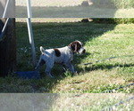 Puppy Blue Puppy German Wirehaired Pointer