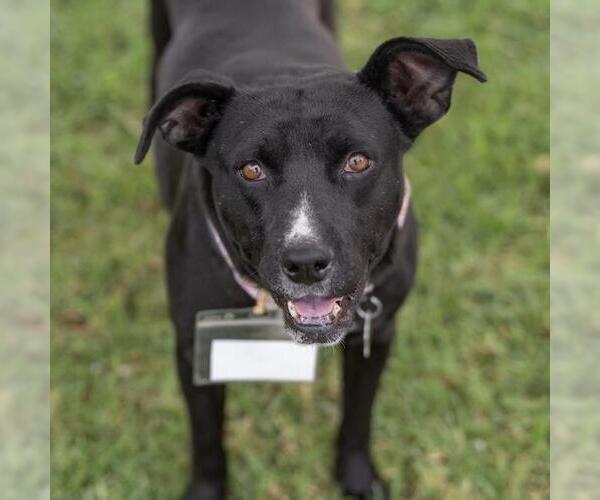 Medium Photo #12 Mutt Puppy For Sale in San Diego, CA, USA