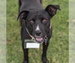 Small #11 Mutt