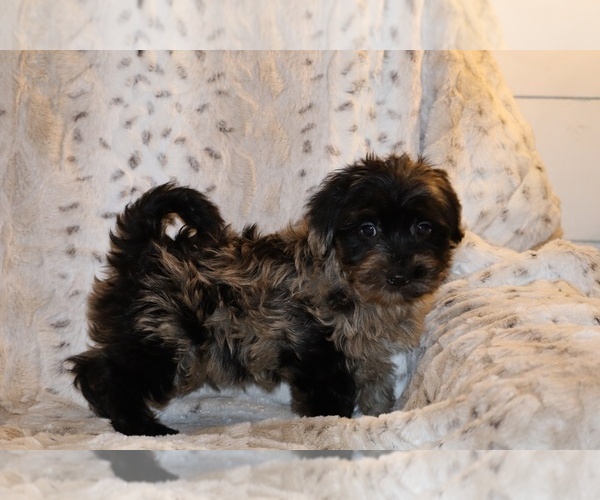 Medium Photo #2 Yorkiepoo mix (+ Poodle Toy) Puppy For Sale in DYERSBURG, TN, USA