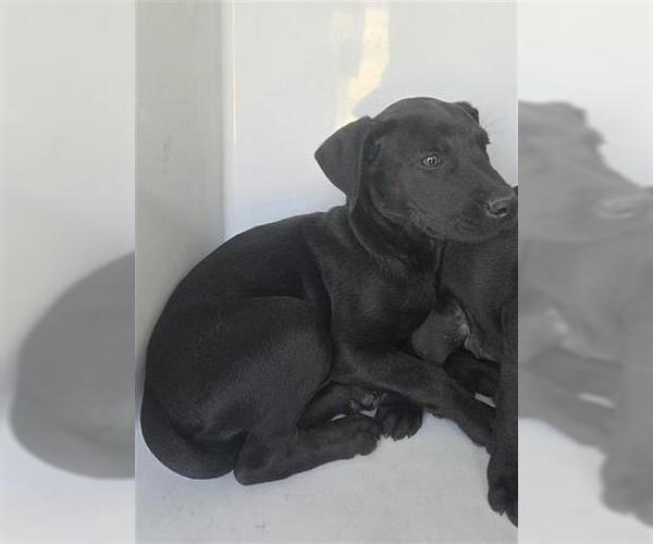 Medium Photo #1 Unknown-Weimaraner Mix Puppy For Sale in Houston, TX, USA