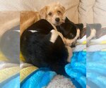Small Photo #2 Beagle-Chihuahua Mix Puppy For Sale in Atlanta, GA, USA