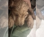 Small #1 Cock-A-Poo-Maltipoo Mix