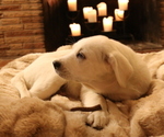 Small Photo #20 Akbash-Great Pyrenees Mix Puppy For Sale in RIDGEFIELD, WA, USA