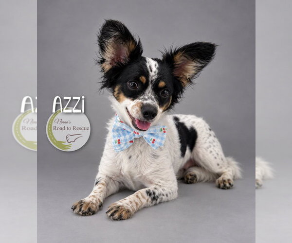 Medium Photo #1 Papillon-Unknown Mix Puppy For Sale in Benton, LA, USA