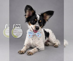Papillon-Unknown Mix Dogs for adoption in Benton, LA, USA