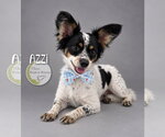 Small Papillon Mix