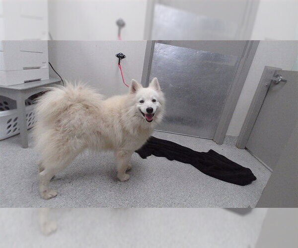 Medium Photo #1 American Eskimo Dog-Unknown Mix Puppy For Sale in Pasadena, TX, USA