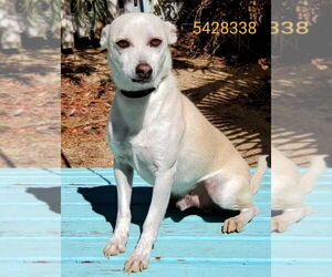 Toby - Male Shiba Inu-Unknown Mix Dog for Adoption - Photo #6