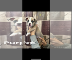 Puppy Purple American Bully