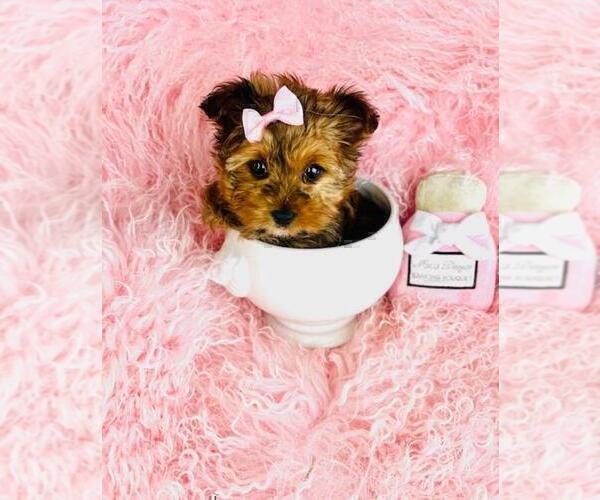 Medium Photo #14 Yorkshire Terrier Puppy For Sale in NEW YORK, NY, USA