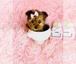 Small #13 Yorkshire Terrier