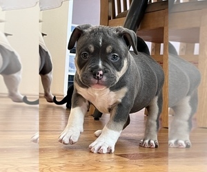 American Bully-Patton Terrier Mix Puppy for sale in PACIFIC, WA, USA