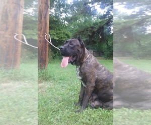 Cane Corso Puppy for sale in HARLETON, TX, USA