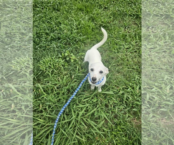 Medium Photo #9 Chiweenie Puppy For Sale in Wakefield, RI, USA