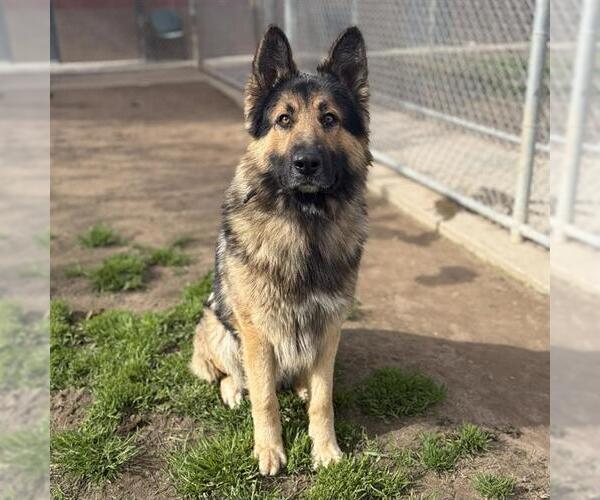 Medium Photo #1 German Shepherd Dog-Unknown Mix Puppy For Sale in Modesto, CA, USA