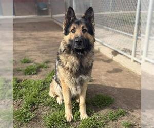 German Shepherd Dog-Unknown Mix Dogs for adoption in Modesto, CA, USA