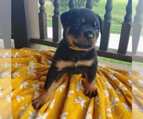 Medium Photo #3 Rottweiler Puppy For Sale in TABLE GROVE, IL, USA