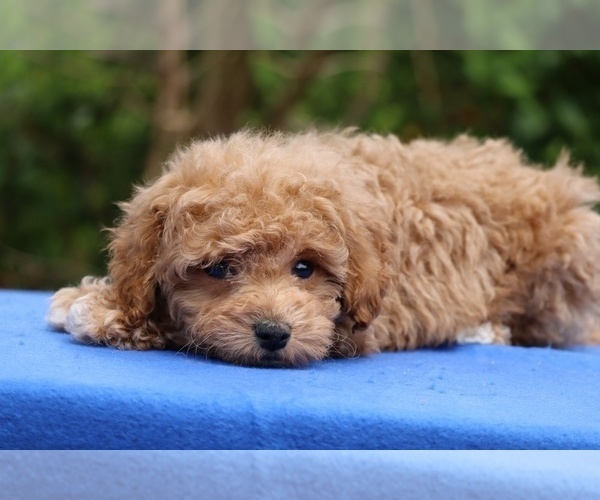 Medium Photo #2 Poodle (Toy) Puppy For Sale in DYERSBURG, TN, USA