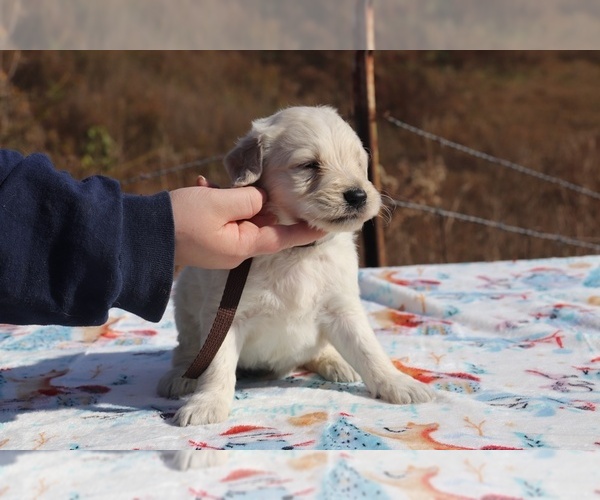 Medium Photo #3 Goldendoodle Puppy For Sale in UNION CITY, TN, USA