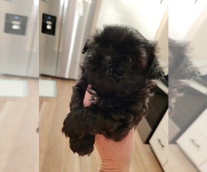 Shih Tzu Puppy for sale in BEREA, KY, USA