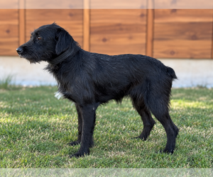 Levi - Male Mutt Dog for Adoption - Photo #2