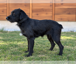 Small Photo #2 Mutt Puppy For Sale in PIPE CREEK, TX, USA
