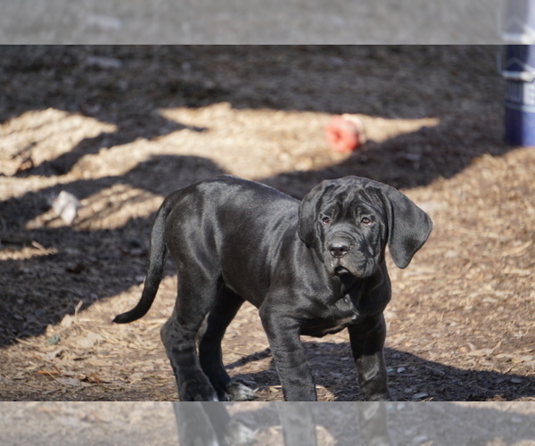 Medium Photo #1 Cane Corso Puppy For Sale in COLONIAL HEIGHTS, VA, USA