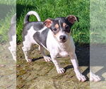 Small #1 Chihuahua Mix