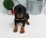 Small Photo #63 Doberman Pinscher Puppy For Sale in GOSHEN, IN, USA