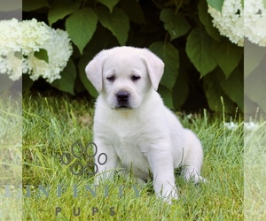 Labrador Retriever Puppy for sale in PARADISE, PA, USA