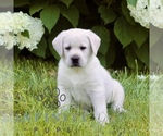 Small Labrador Retriever