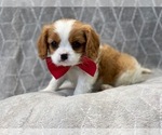 Small Photo #6 Cavalier King Charles Spaniel Puppy For Sale in LAKELAND, FL, USA