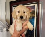 Puppy 1 Goldendoodle