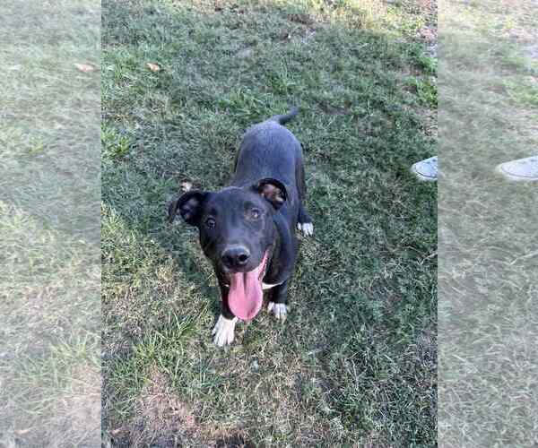 Medium Photo #1 Mutt Puppy For Sale in Redfield, AR, USA