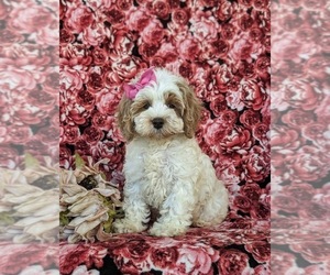 Cock-A-Poo Puppy for sale in NEW HOLLAND, PA, USA