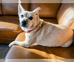 Small #6 Pembroke Welsh Corgi Mix