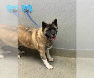 Akita-Unknown Mix Dogs for adoption in Las Vegas, NV, USA