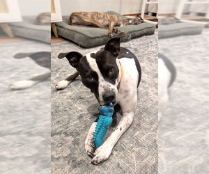 American Pit Bull Terrier-Unknown Mix Dogs for adoption in Oklahoma City, OK, USA