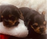 Small Photo #3 Yorkshire Terrier Puppy For Sale in W WARWICK, RI, USA