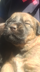German Shepherd Dog-Schnauzer (Giant) Mix Puppy for sale in BURKETT, TX, USA