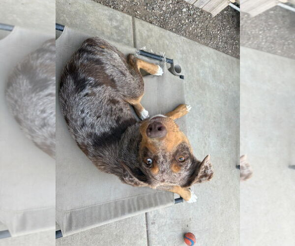 Medium Photo #3 Border-Aussie Puppy For Sale in Lake Forest, CA, USA