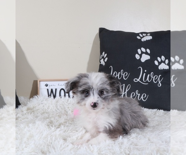 Medium Photo #3 Aussiedoodle Toy Puppy For Sale in MOUNT VERNON, OH, USA