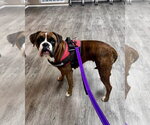 Small Photo #4 Boxer Puppy For Sale in Dumont, NJ, USA