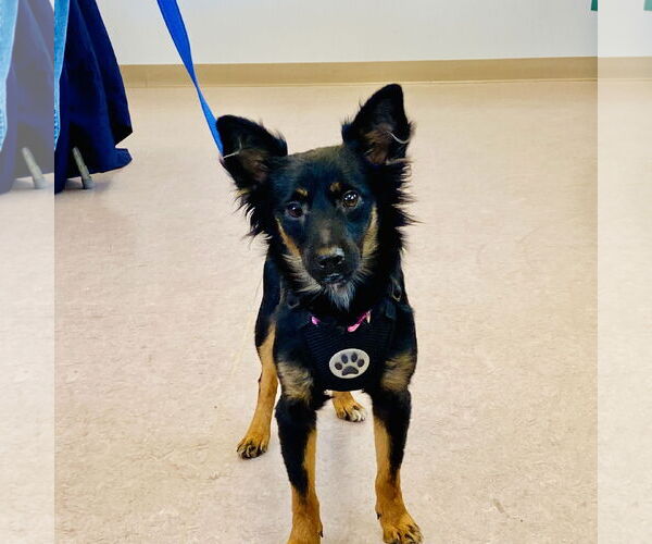 Medium Photo #1 Miniature Pinscher-Unknown Mix Puppy For Sale in Alexandria, KY, USA