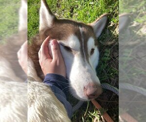 Siberian Husky Dogs for adoption in Woodland, CA, USA