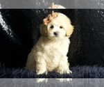 Small Photo #20 Maltipoo Puppy For Sale in WARSAW, IN, USA