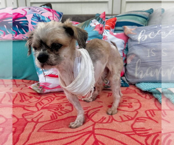 Medium Photo #3 Shih Tzu-Unknown Mix Puppy For Sale in Newport Beach, CA, USA